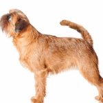 cane razza griffone morfologia