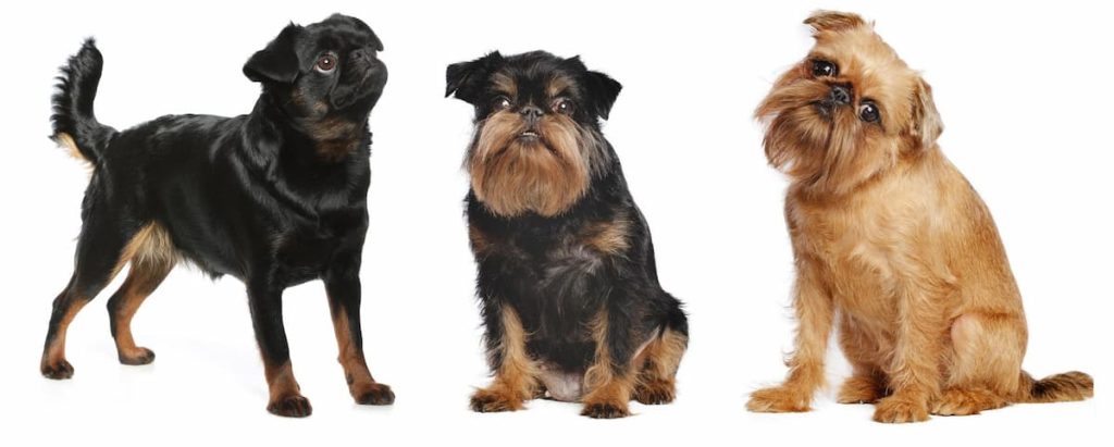 diversi tipi di cane griffone