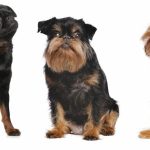 diversi tipi di cane griffone