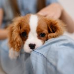 echinococcosi in uomo e cane