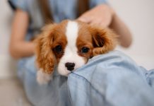 echinococcosi in uomo e cane