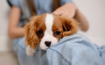 echinococcosi in uomo e cane