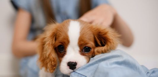echinococcosi in uomo e cane
