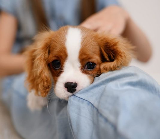 echinococcosi in uomo e cane