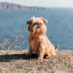 griffone di Bruxelles