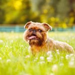 griffone di Bruxelles carattere