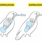inspira espira uccelli