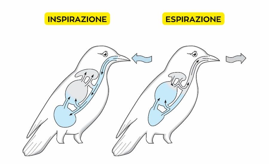 inspira espira uccelli