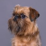 testa profilo griffone di Bruxelles