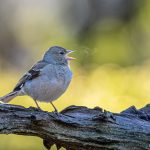 come uccelli respirano