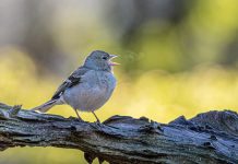 come uccelli respirano