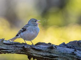 come uccelli respirano