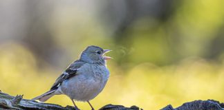 come uccelli respirano