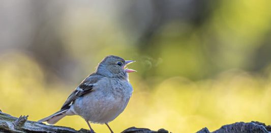 come uccelli respirano