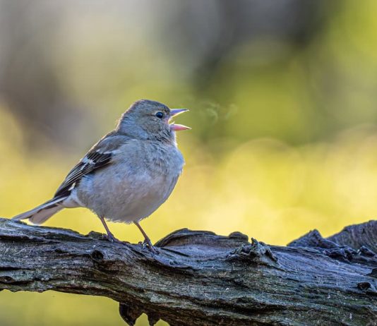 come uccelli respirano