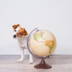 viaggiare con animale domestico per il mondo