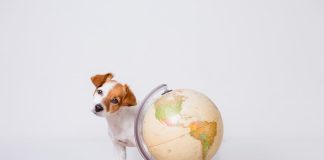 viaggiare con animale domestico per il mondo