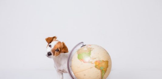 viaggiare con animale domestico per il mondo