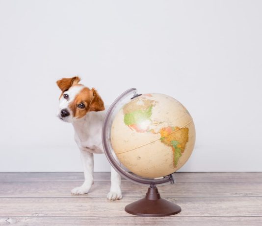 viaggiare con animale domestico per il mondo
