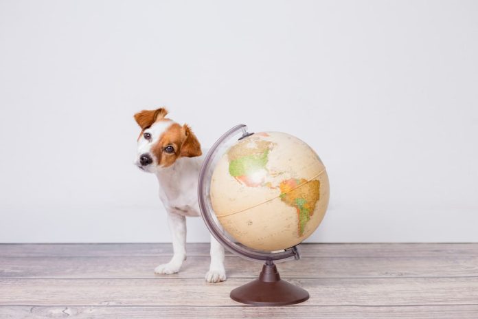 viaggiare con animale domestico per il mondo viaggiare con animale domestico per il mondo