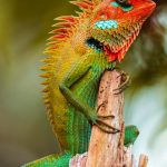 Calotes lizard verticale