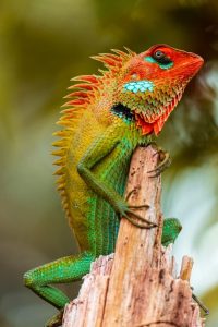 Calotes lizard verticale