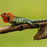 Lucertola verde della foresta