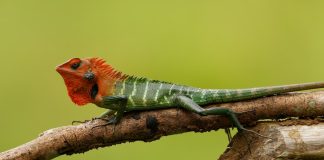 Caratteristiche della Calotes calotes o lucertola verde della foresta Lucertola verde della foresta