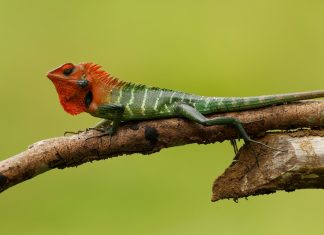 Lucertola verde della foresta
