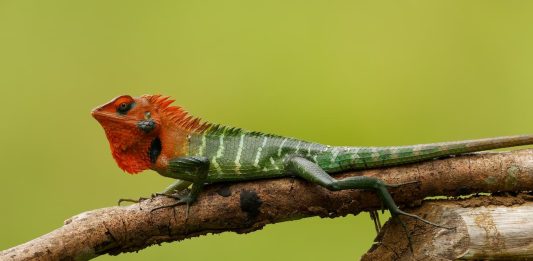 Lucertola verde della foresta