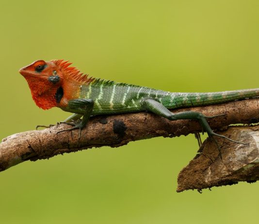 Lucertola verde della foresta
