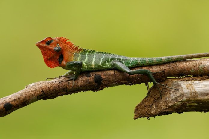Lucertola verde della foresta