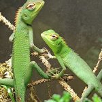 calotes in teca con rami