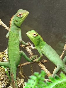 calotes in teca con rami