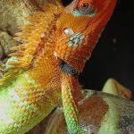 calotes lucertola verde della foresta