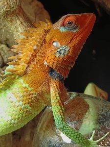 calotes lucertola verde della foresta