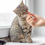 olfatto gatto feromoni