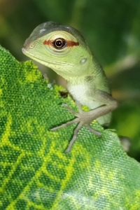 piccolo di lucertola calotes