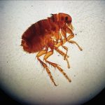 pulce al microscopio