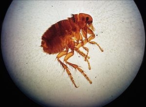 pulce al microscopio