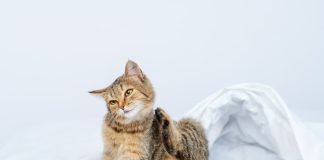 Il tuo cane o gatto si gratta o si morde continuamente? Potrebbe avere le pulci! pulci gatto