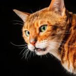 reazione di Flehmen gatto