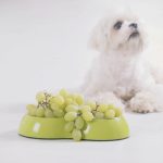 tossicità cane uva