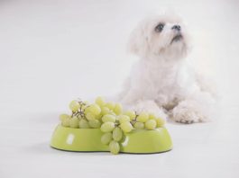 tossicità cane uva