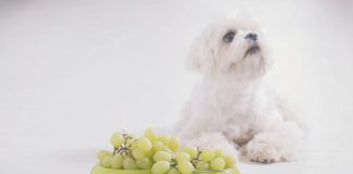 tossicità cane uva