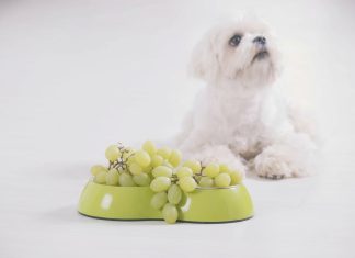 tossicità cane uva