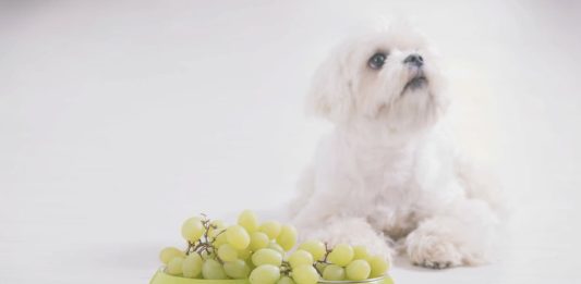 tossicità cane uva