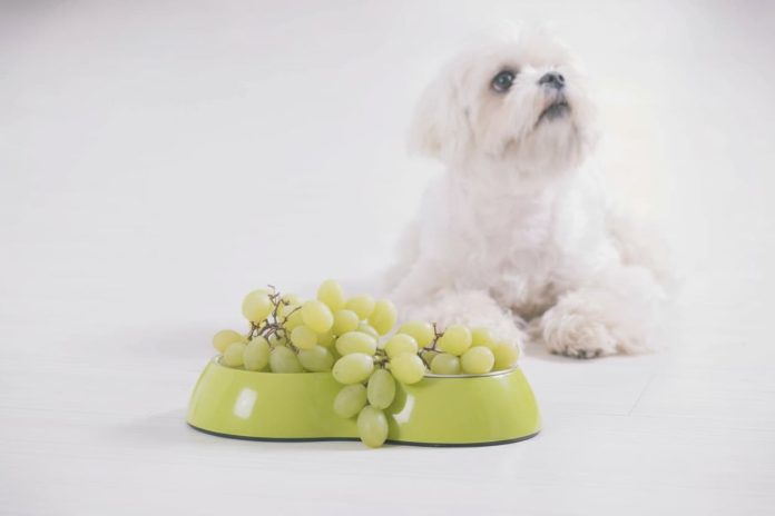 tossicità cane uva