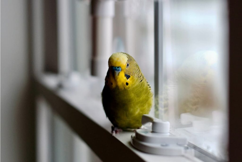 uccelli in casa inverno