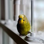 uccelli in casa inverno